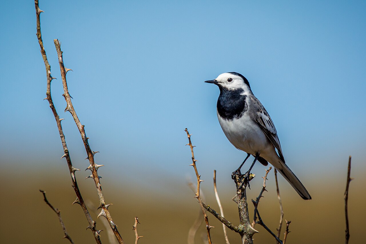 Witte kwikstaart (Motacilla alba)
