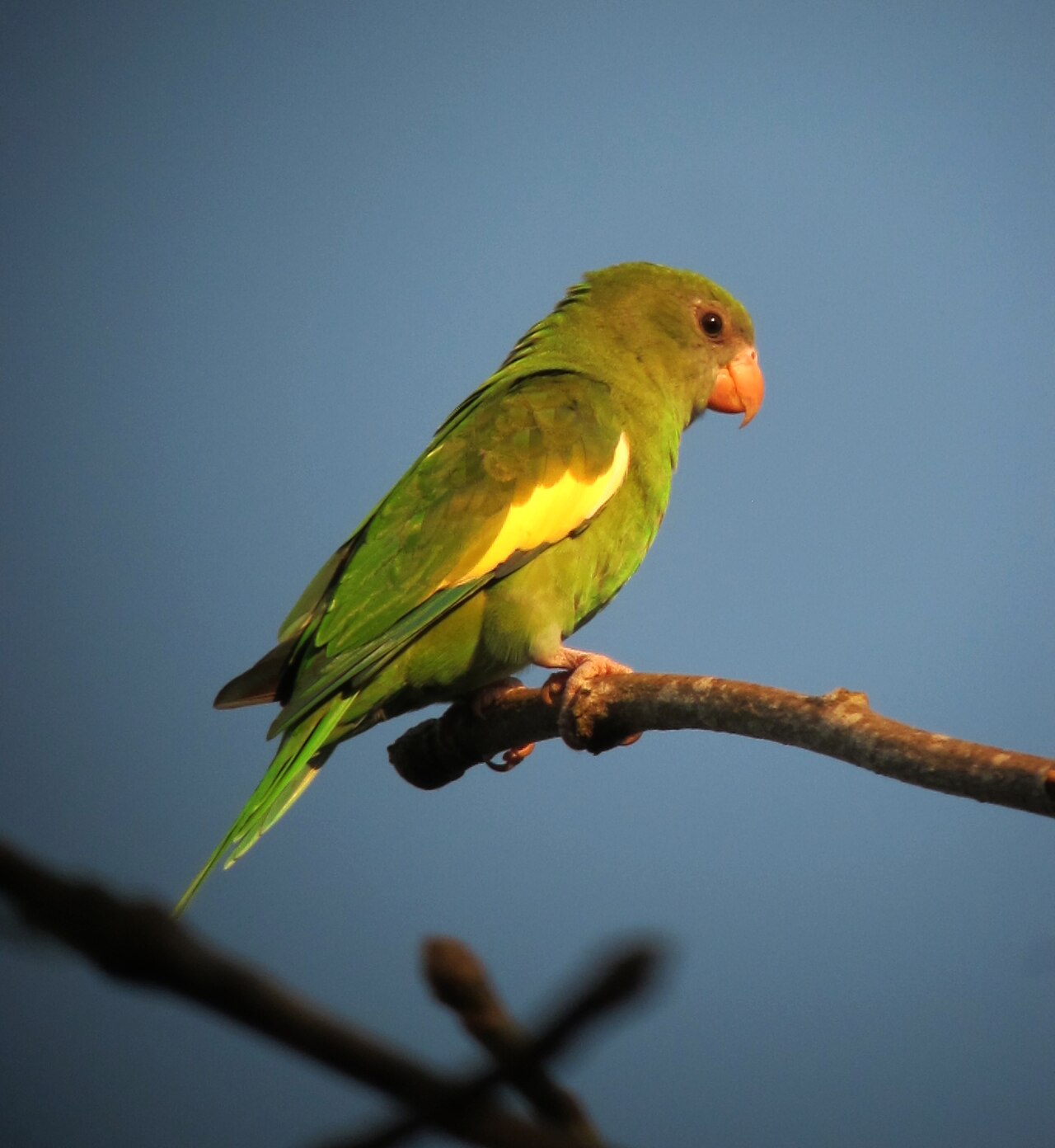 Witvleugelparkiet (Brotogeris versicolurus)