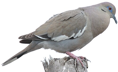 Witvleugeltreurduif (Zenaida asiatica)