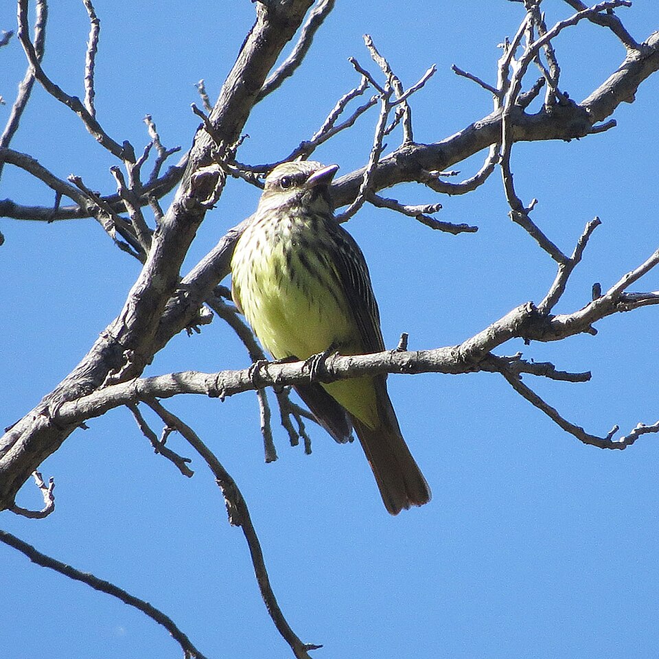 Sulphur-bellied Flycatcher (Myiodynastes luteiventris)
