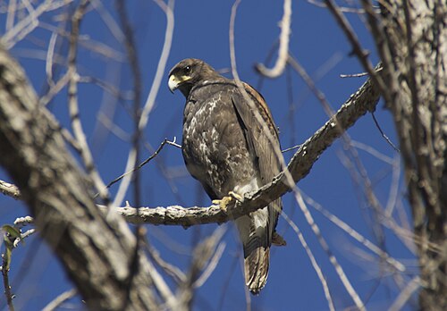 Woestijnbuizerd (Parabuteo unicinctus)