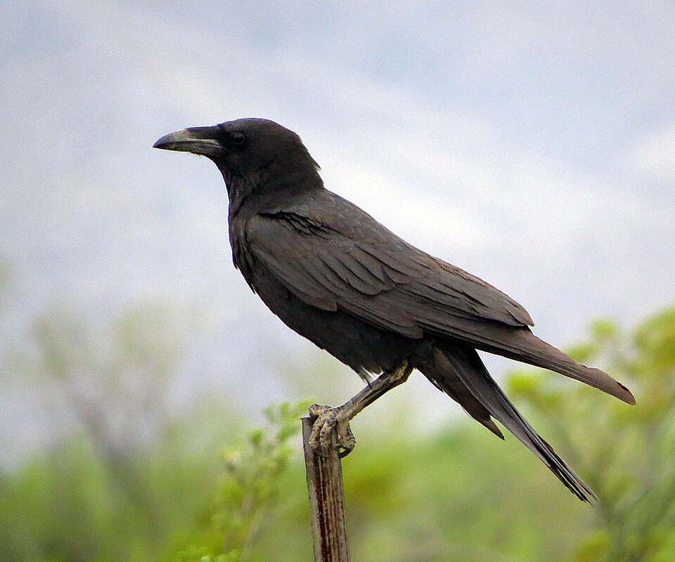 Cuervo llanero (Corvus cryptoleucus)