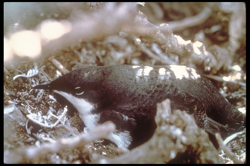 Xantus' alk (Synthliboramphus hypoleucus)