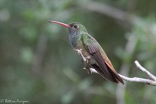 Yucatankolibrie (Amazilia yucatanensis)