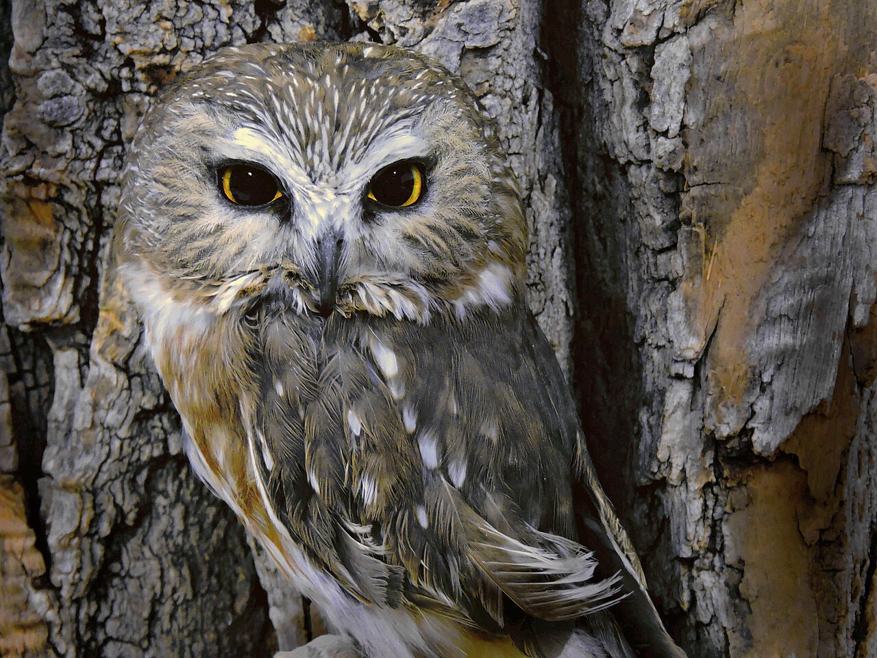 Zaaguil (Aegolius acadicus)
