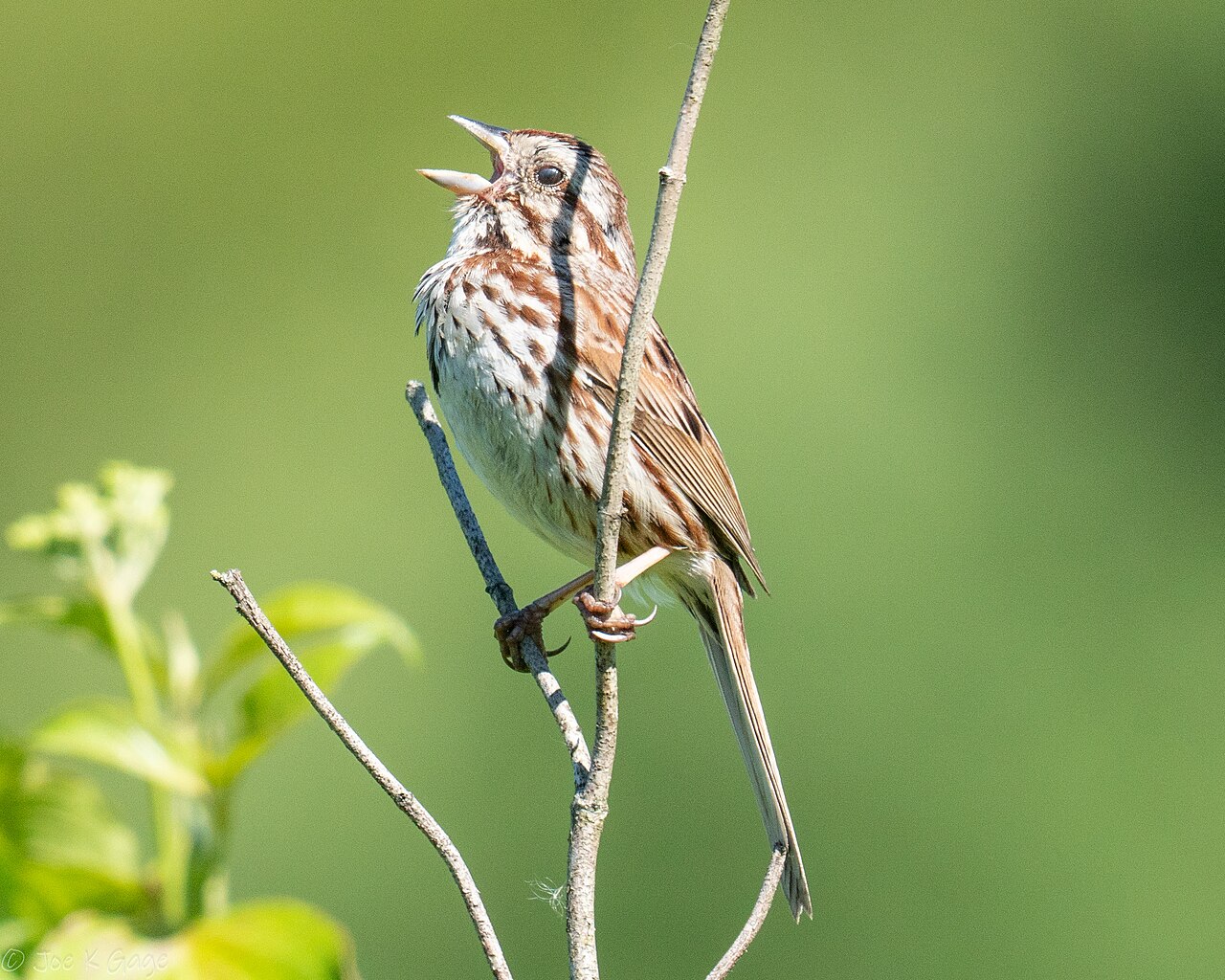 Song Sparrow (Melospiza melodia)