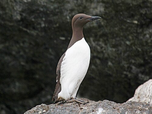Zeekoet (Uria aalge)