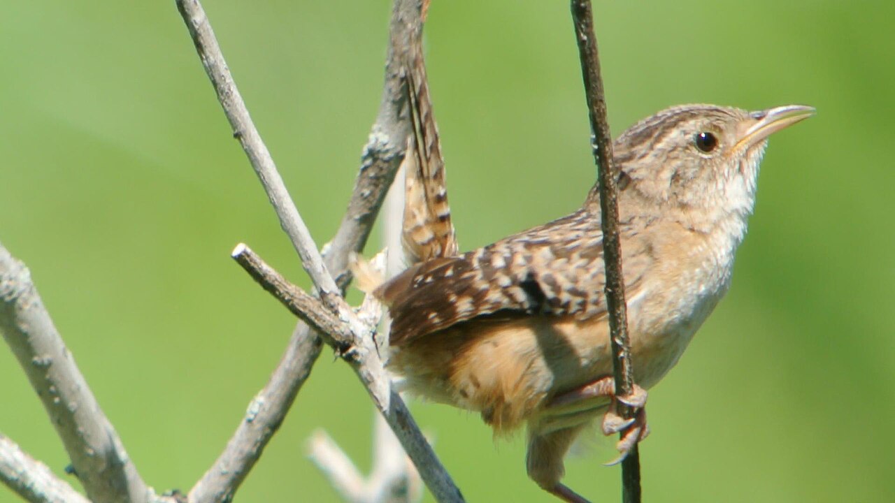Zeggewinterkoning (Cistothorus stellaris)