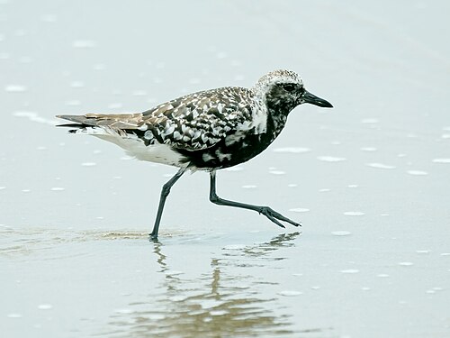 Zilverplevier (Pluvialis squatarola)