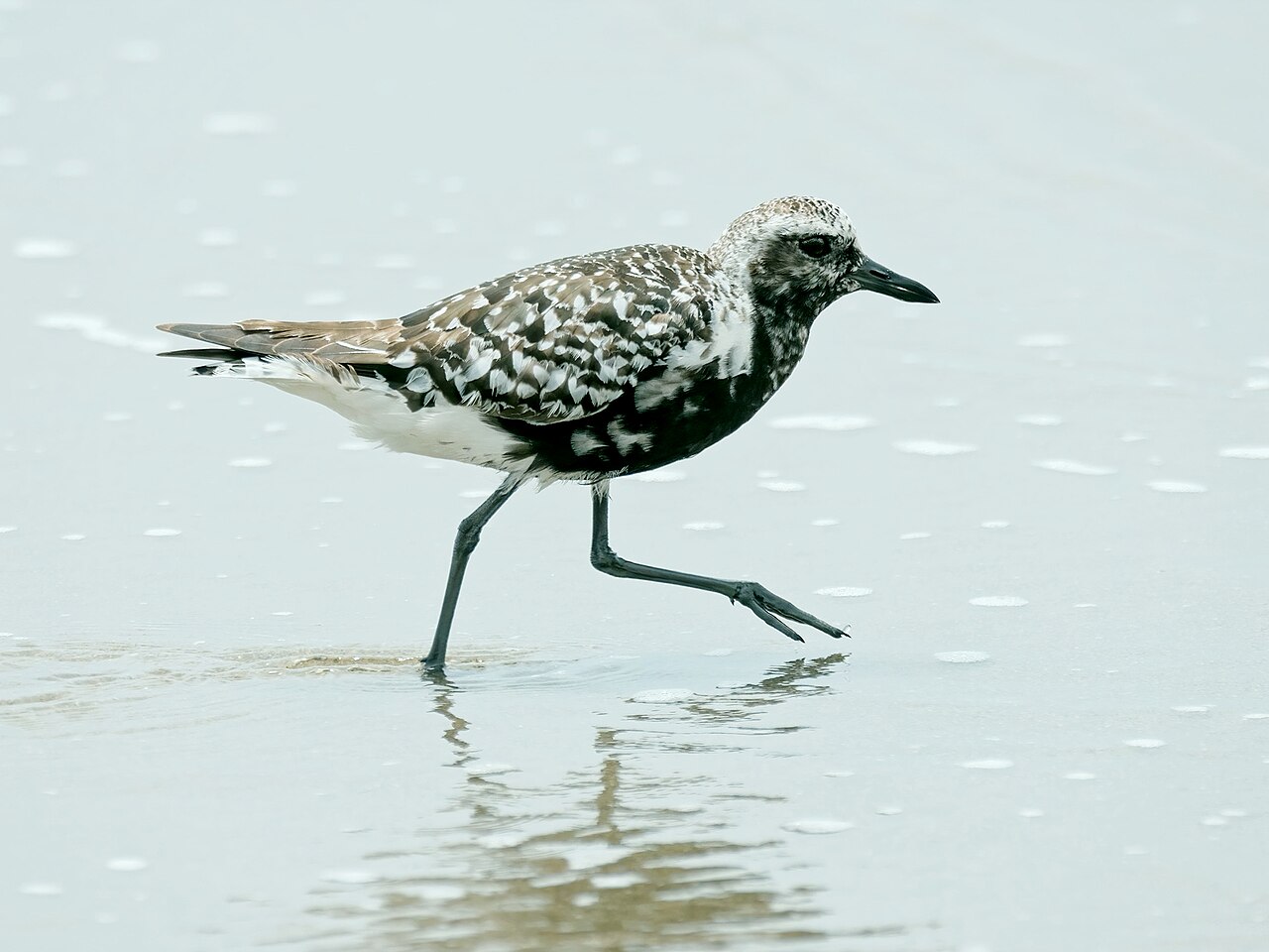 Chorlito gris (Pluvialis squatarola)