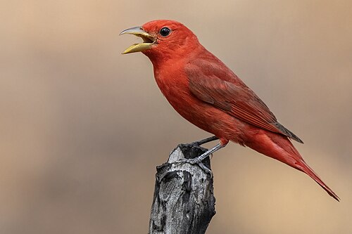 Zomertangare (Piranga rubra)
