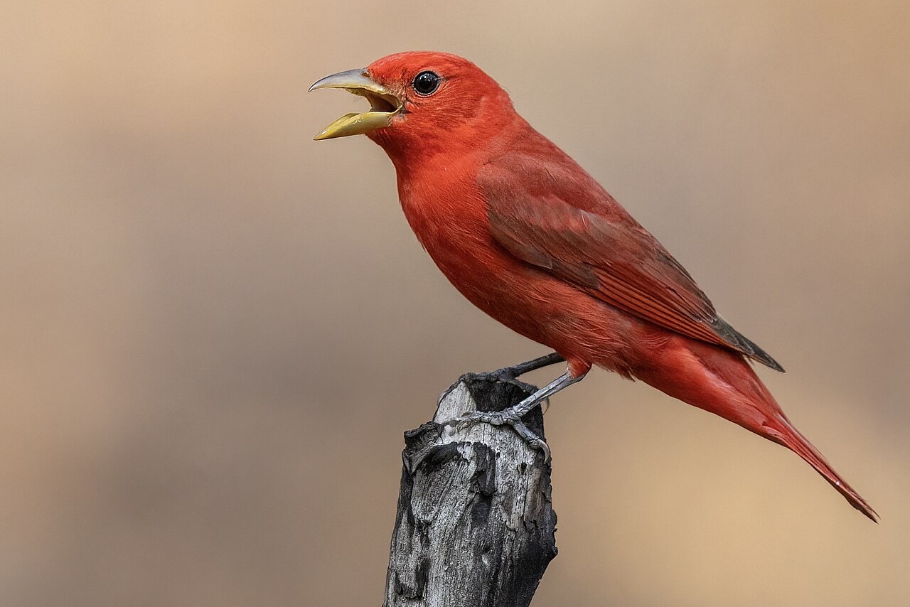 Zomertangare (Piranga rubra)