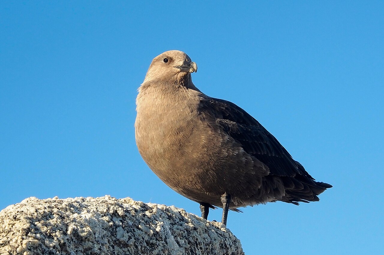 Zuidpooljager (Stercorarius maccormicki)
