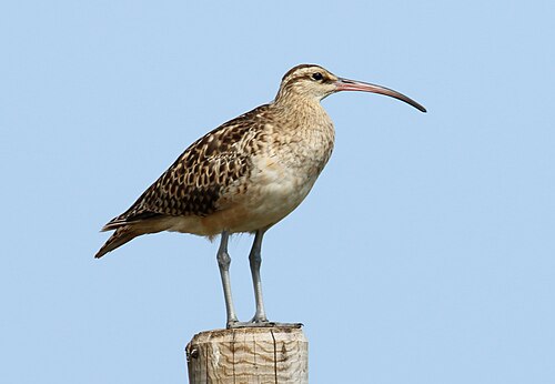 Zuidzeewulp (Numenius tahitiensis)