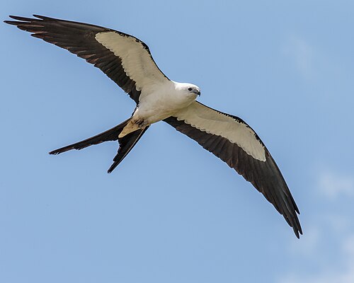 Zwaluwstaartwouw (Elanoides forficatus)