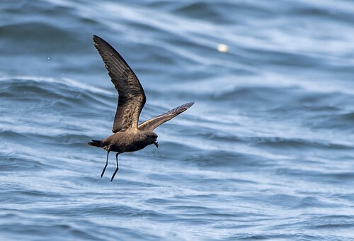 Zwart stormvogeltje (Hydrobates melania)