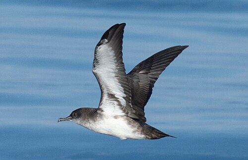 Zwartbuikpijlstormvogel (Puffinus opisthomelas)