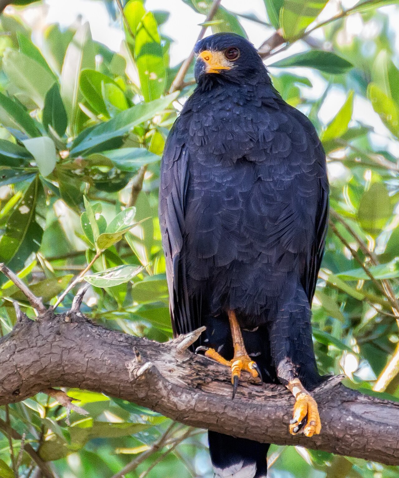 Common Black Hawk (Buteogallus anthracinus)