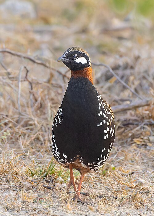 Zwarte frankolijn (Francolinus francolinus)