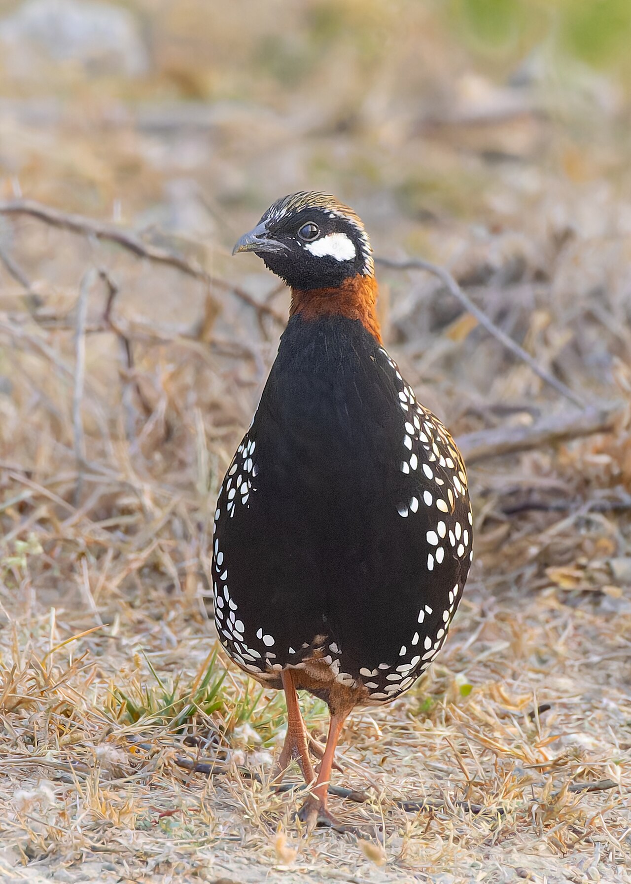 Zwarte frankolijn (Francolinus francolinus)