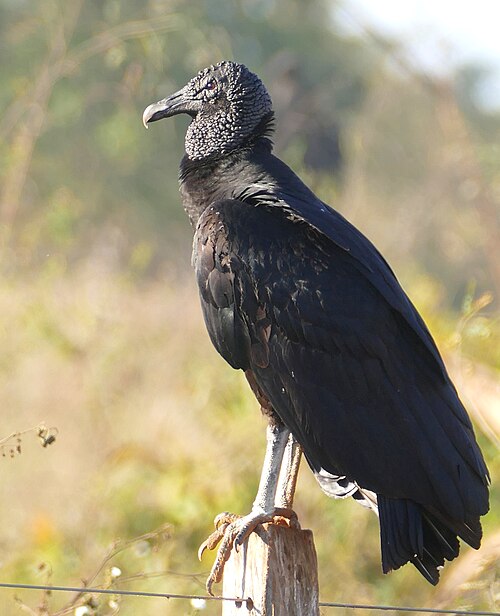 Zwarte gier (Coragyps atratus)