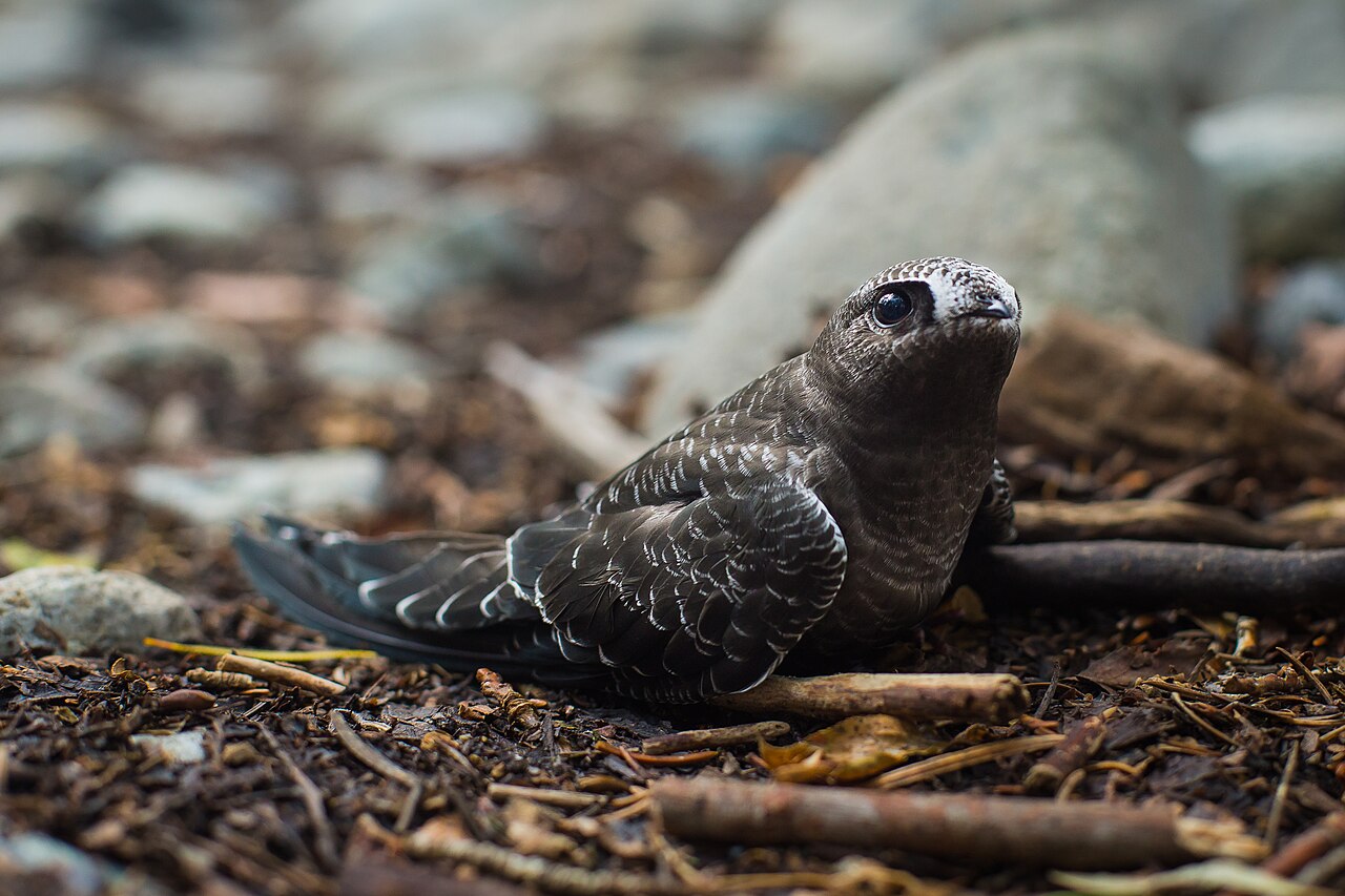 Black Swift (Cypseloides niger)