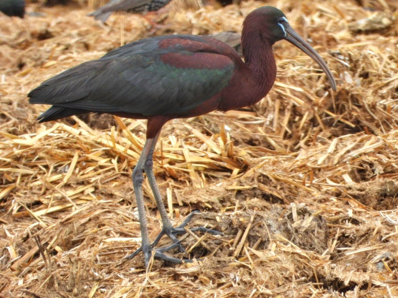 Morito común (Plegadis falcinellus)