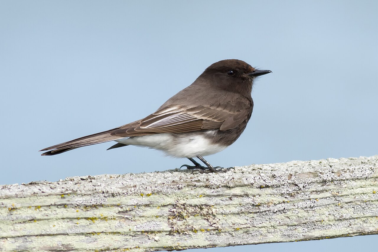 Black Phoebe (Sayornis nigricans)