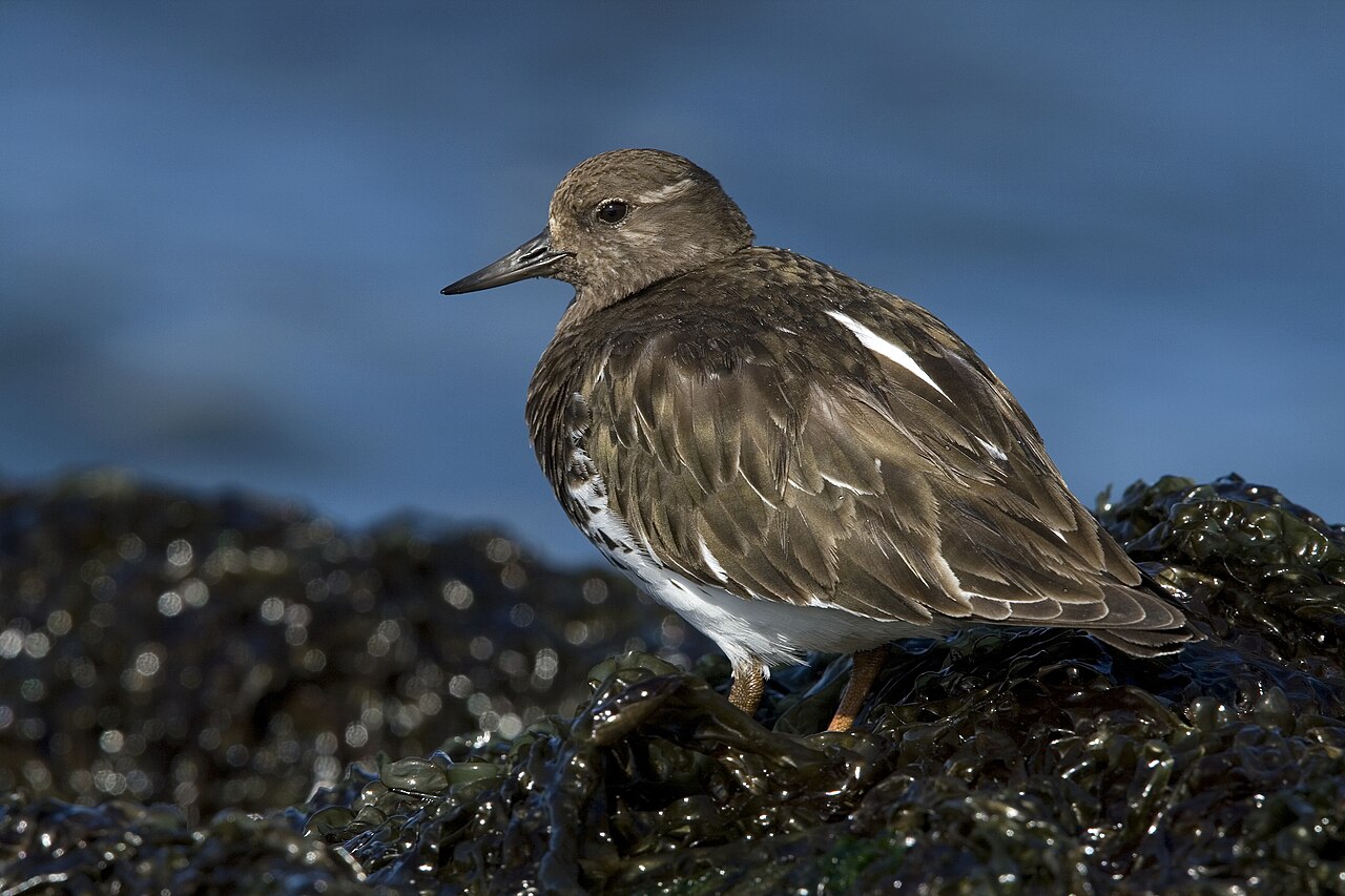 Zwarte Steenloper (Arenaria melanocephala)