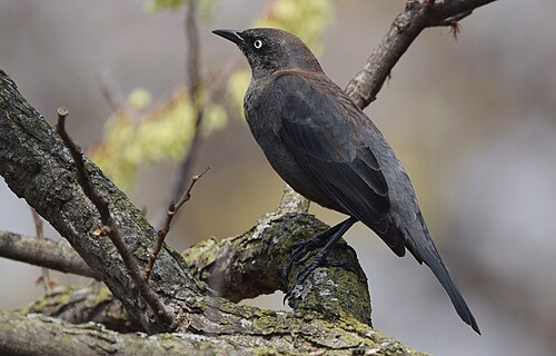 Zwarte troepiaal (Euphagus carolinus)