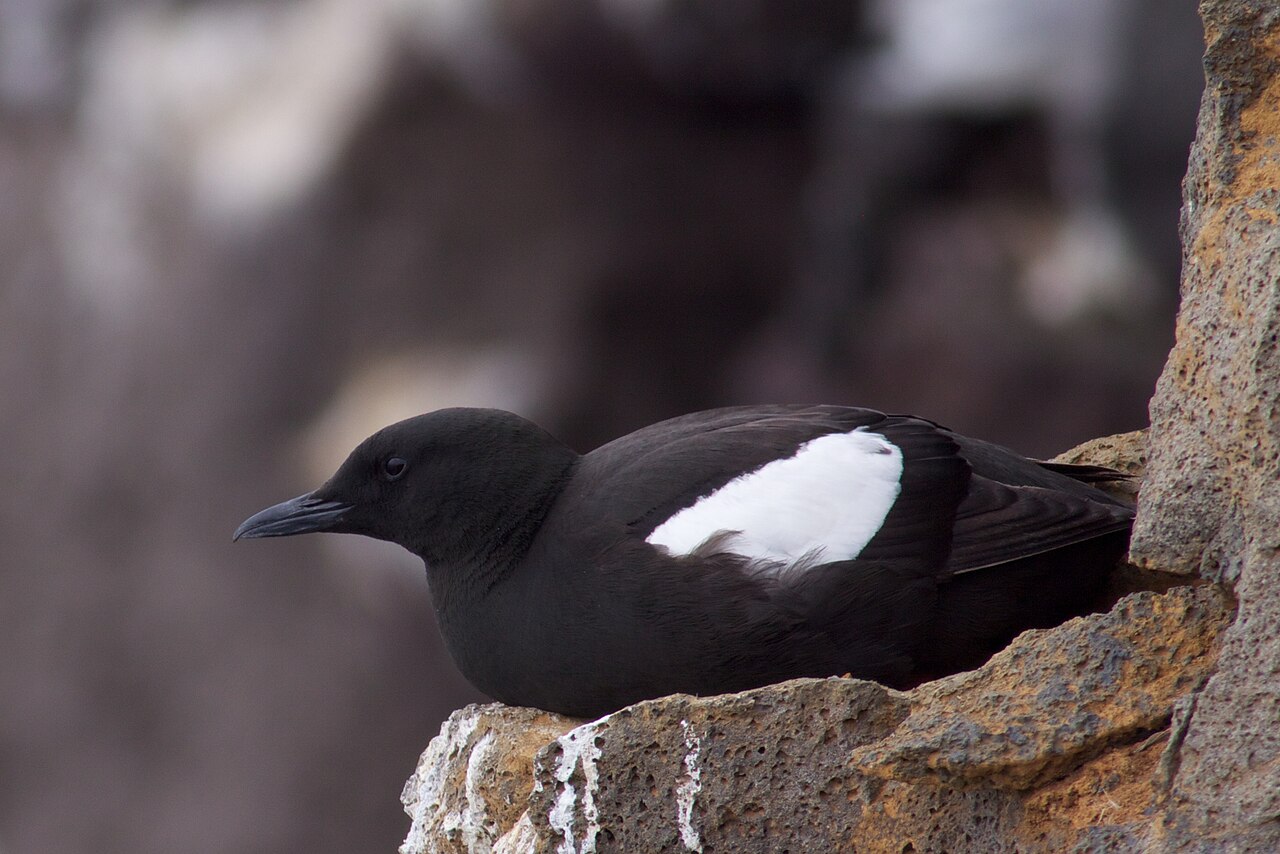 Black Guillemot (Cepphus grylle)