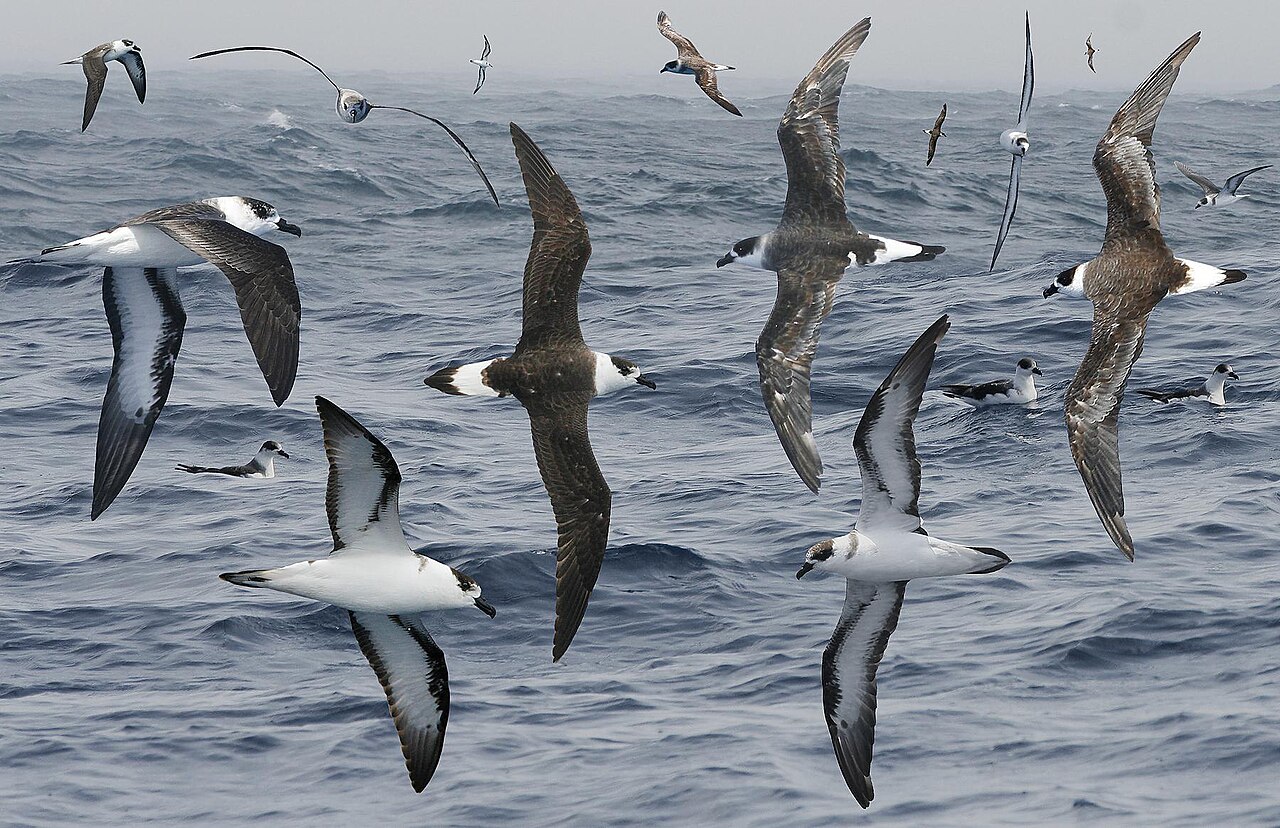 Petrel antillano (Pterodroma hasitata)
