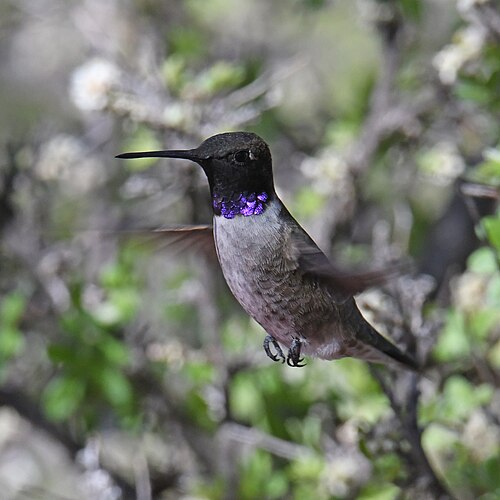 Zwartkinkolibrie (Archilochus alexandri)