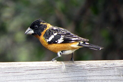 Zwartkopkardinaal (Pheucticus melanocephalus)