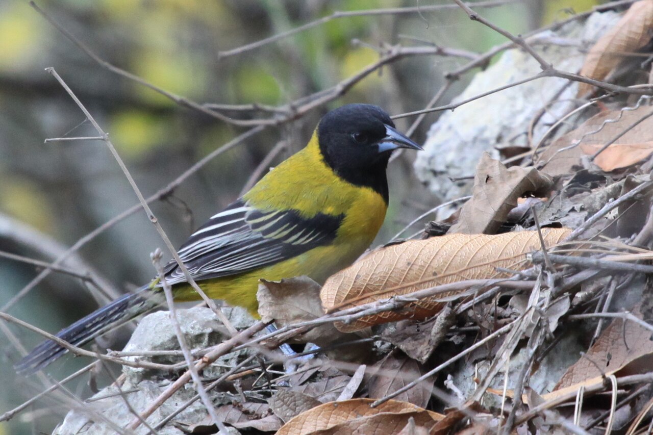 Zwartkoptroepiaal (Icterus graduacauda)