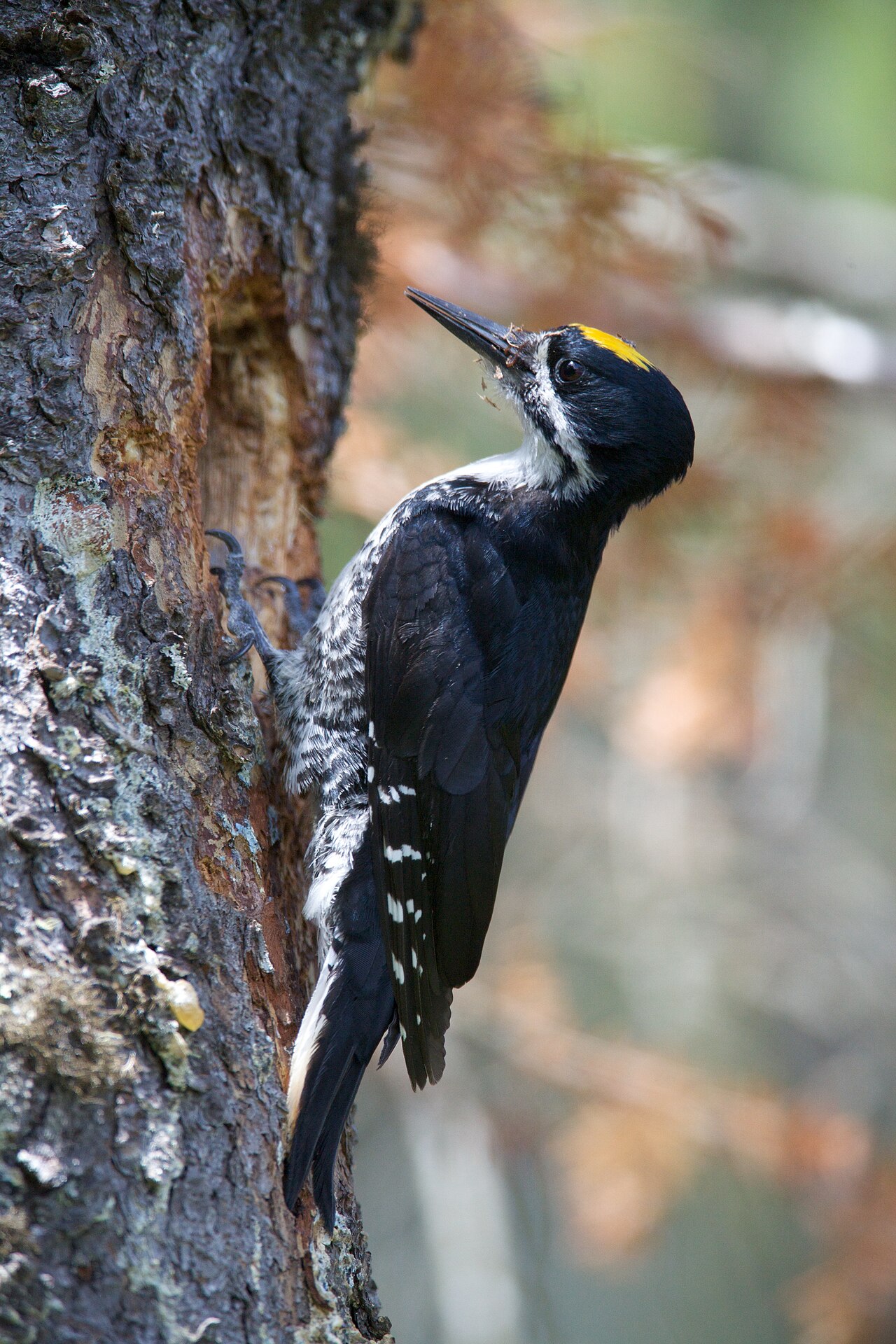 Zwartrugspecht (Picoides arcticus)