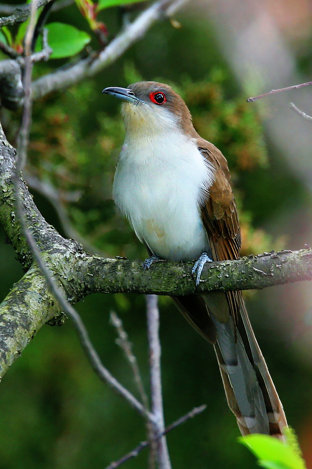 Cuclillo Piquinegro (Coccyzus erythropthalmus)