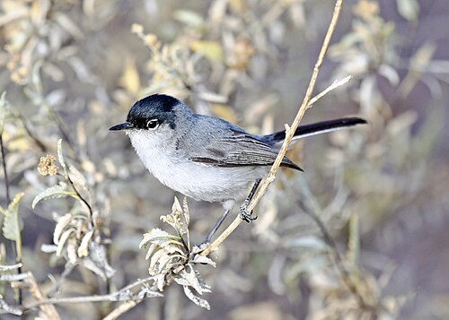 Zwartstaartmuggenvanger (Polioptila melanura)