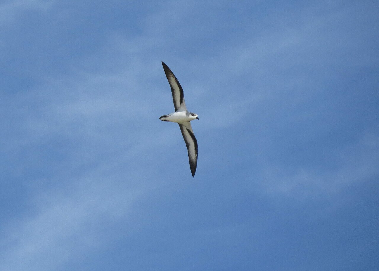 Zwartvleugelstormvogel (Pterodroma nigripennis)