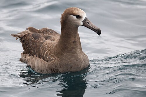 Zwartvoetalbatros (Phoebastria nigripes)