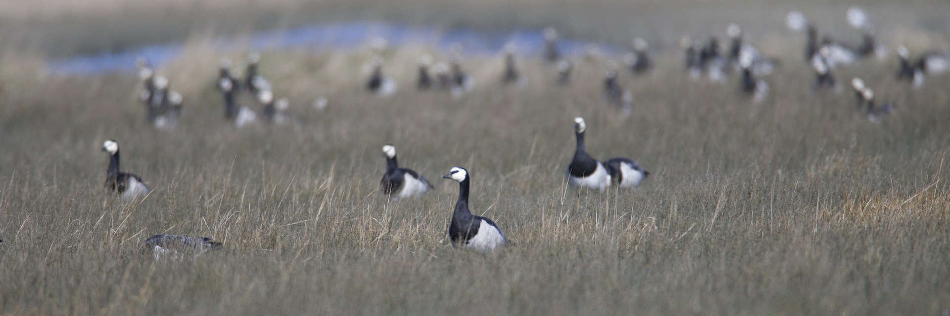 Flock of barnacle geese grazing on a salt marsh, with one bird sharp in the foreground