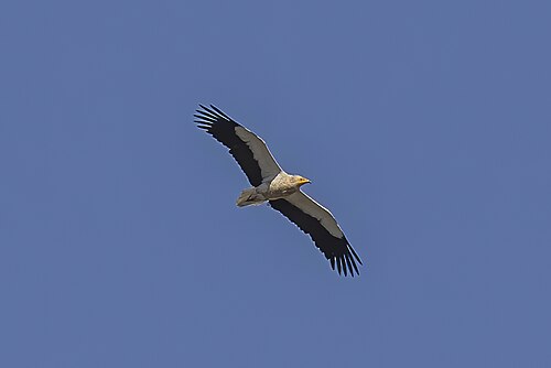 Schmutzgeier (Neophron percnopterus)