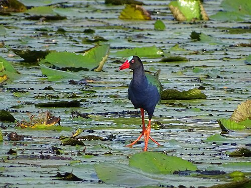 Bronzesultanshuhn (Porphyrio alleni)