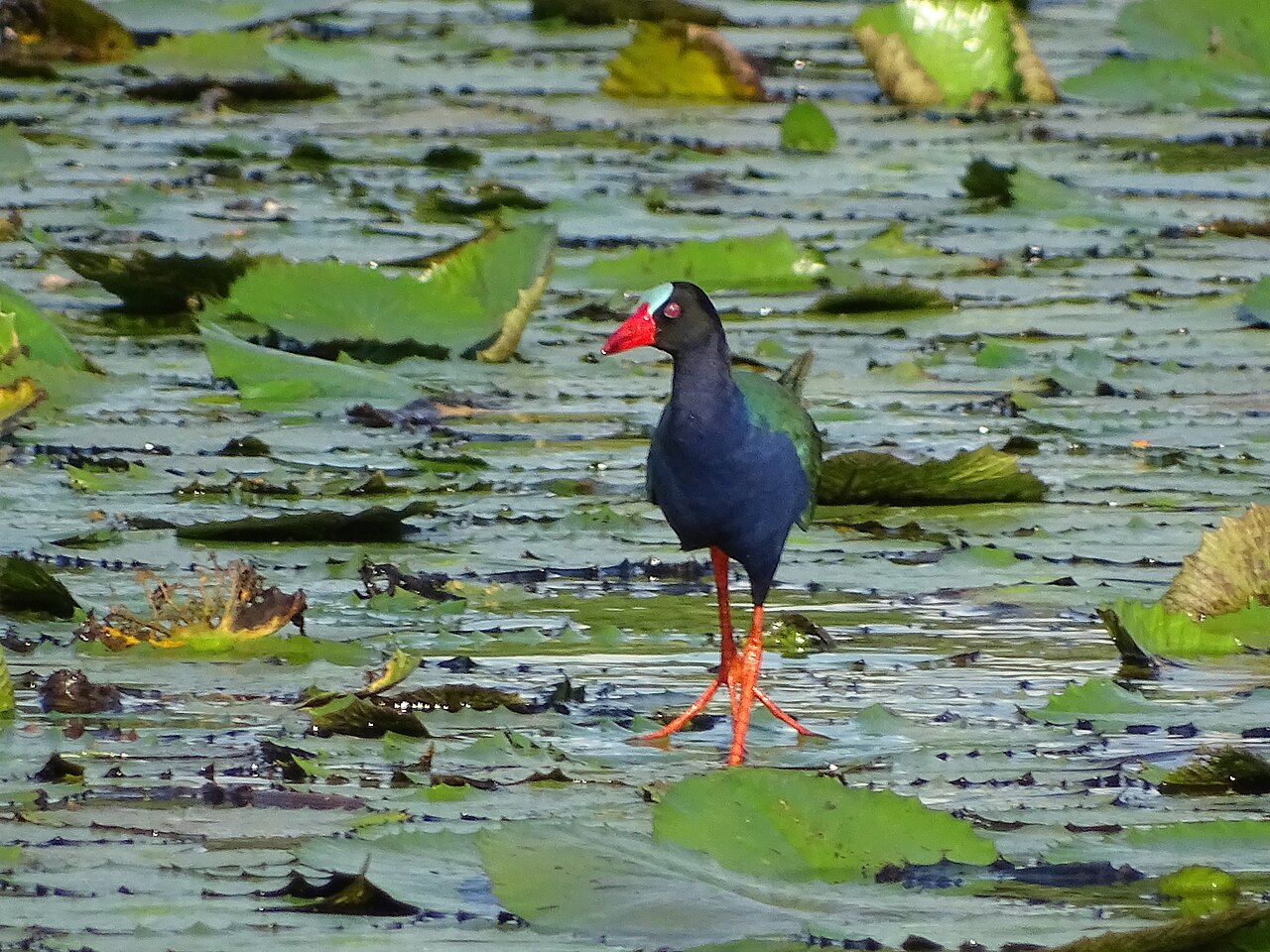 Afrikaans purperhoen (Porphyrio alleni)