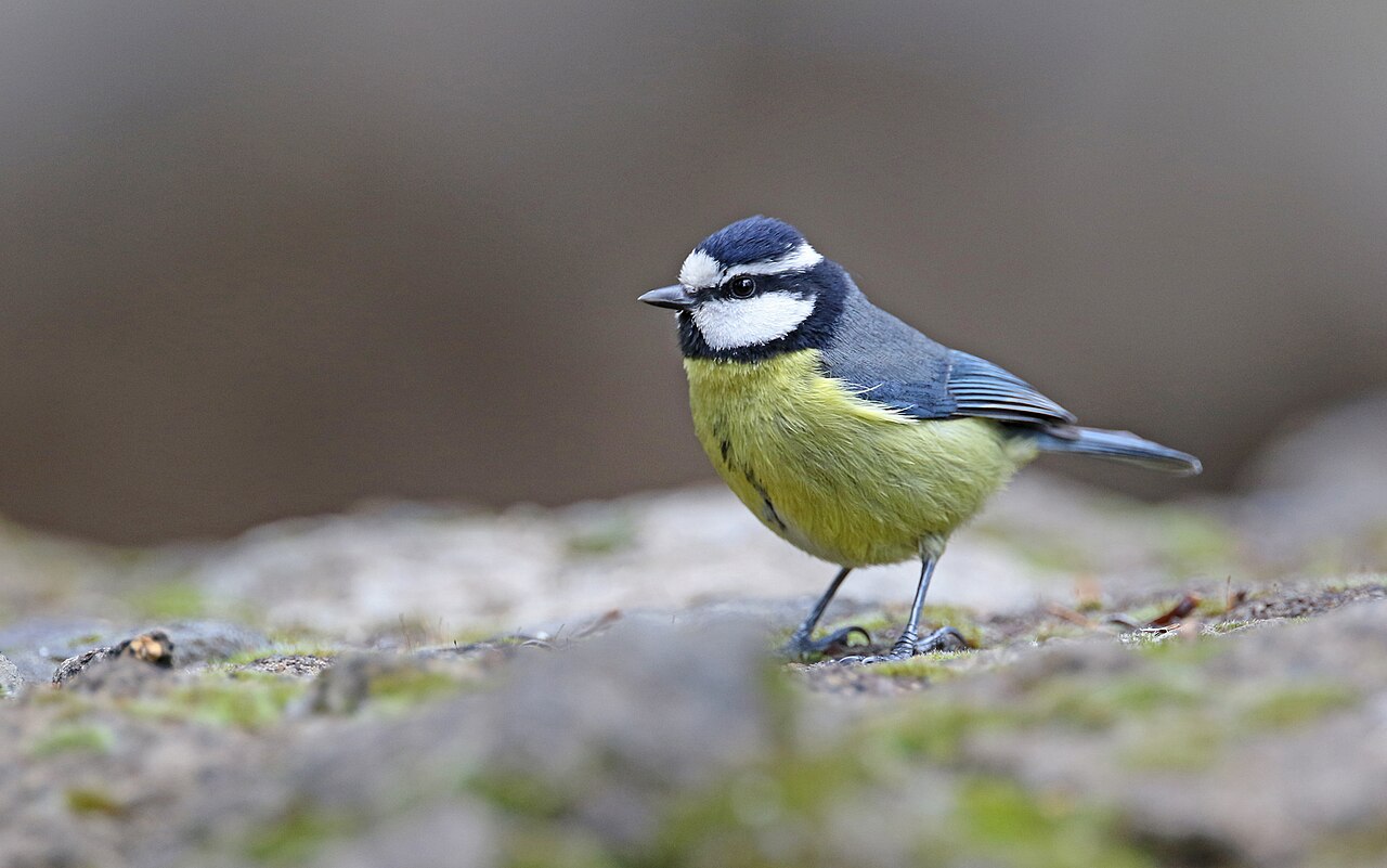 Afrikaanse pimpelmees (Cyanistes teneriffae)