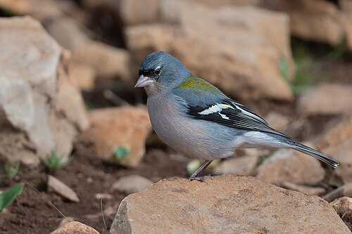 Maghrebbuchfink (Fringilla spodiogenys)