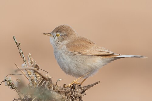 Saharagrasmücke (Curruca deserti)