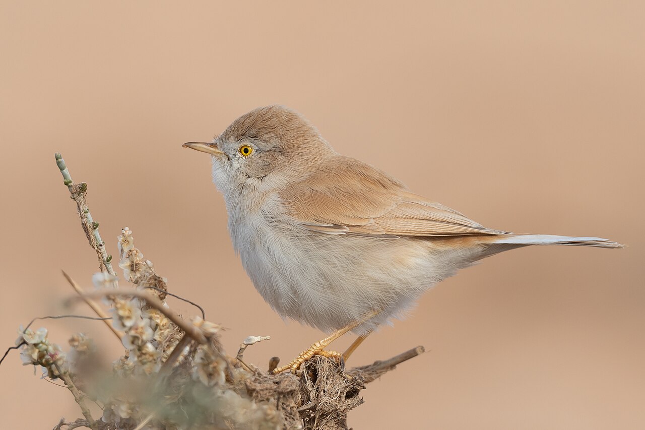 Afrikaanse woestijngrasmus (Curruca deserti)