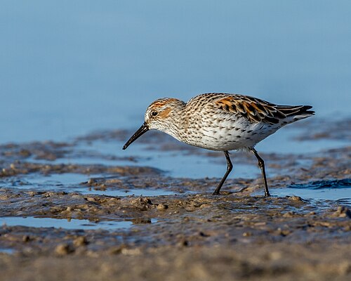 Bergstrandläufer (Calidris mauri)