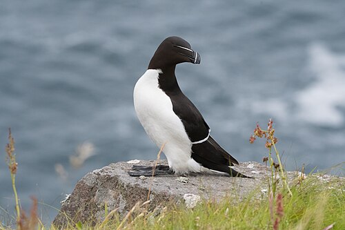 Tordalk (Alca torda)